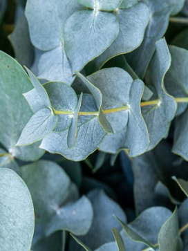 EUCALYPTUS pulverulenta Baby Blue